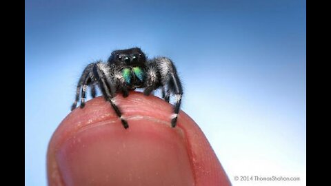 Phidippus Regius hunts his meal with great accuracy