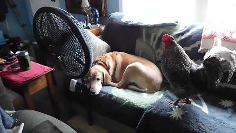 These 2 normally don't like each other. 🐓🐕💖🤣