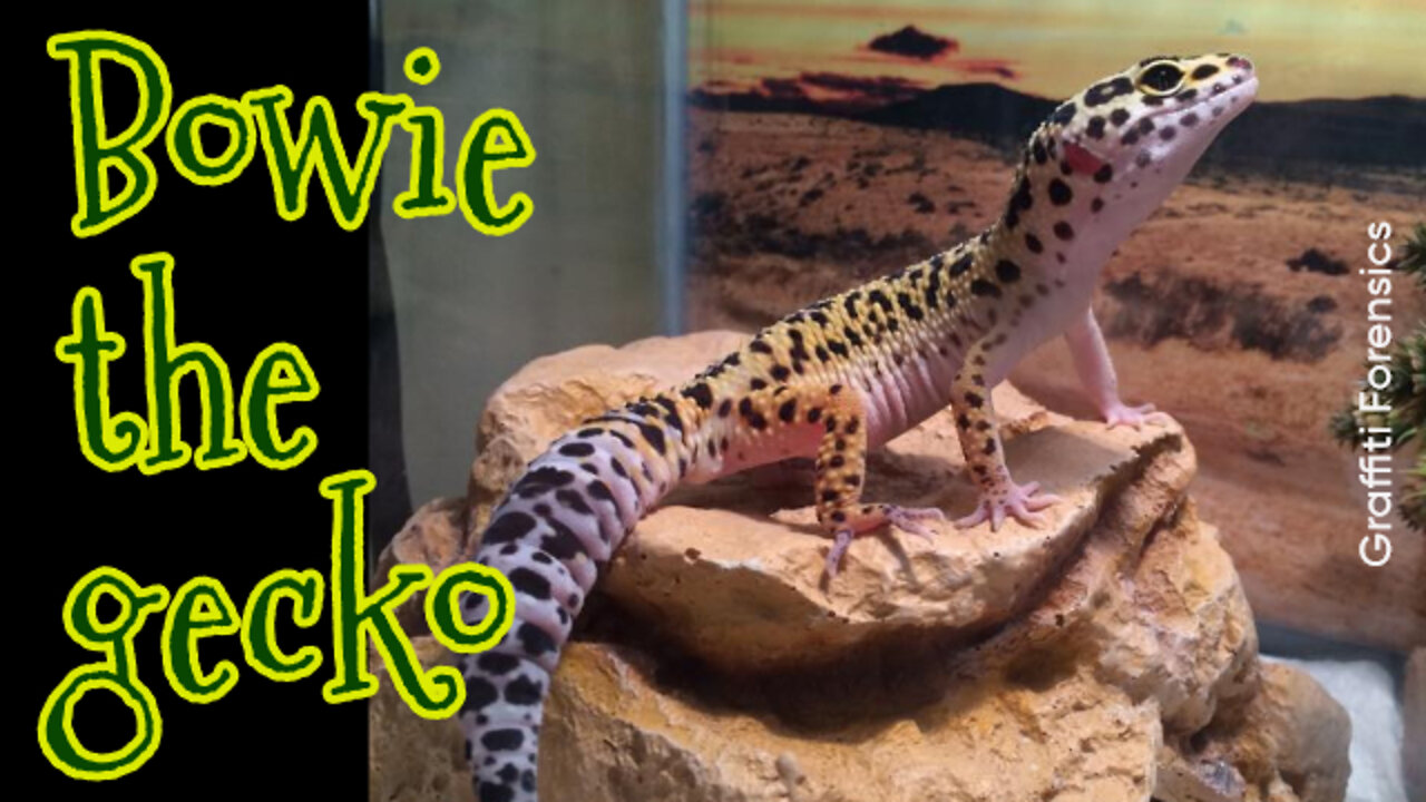 Bowie the Gecko