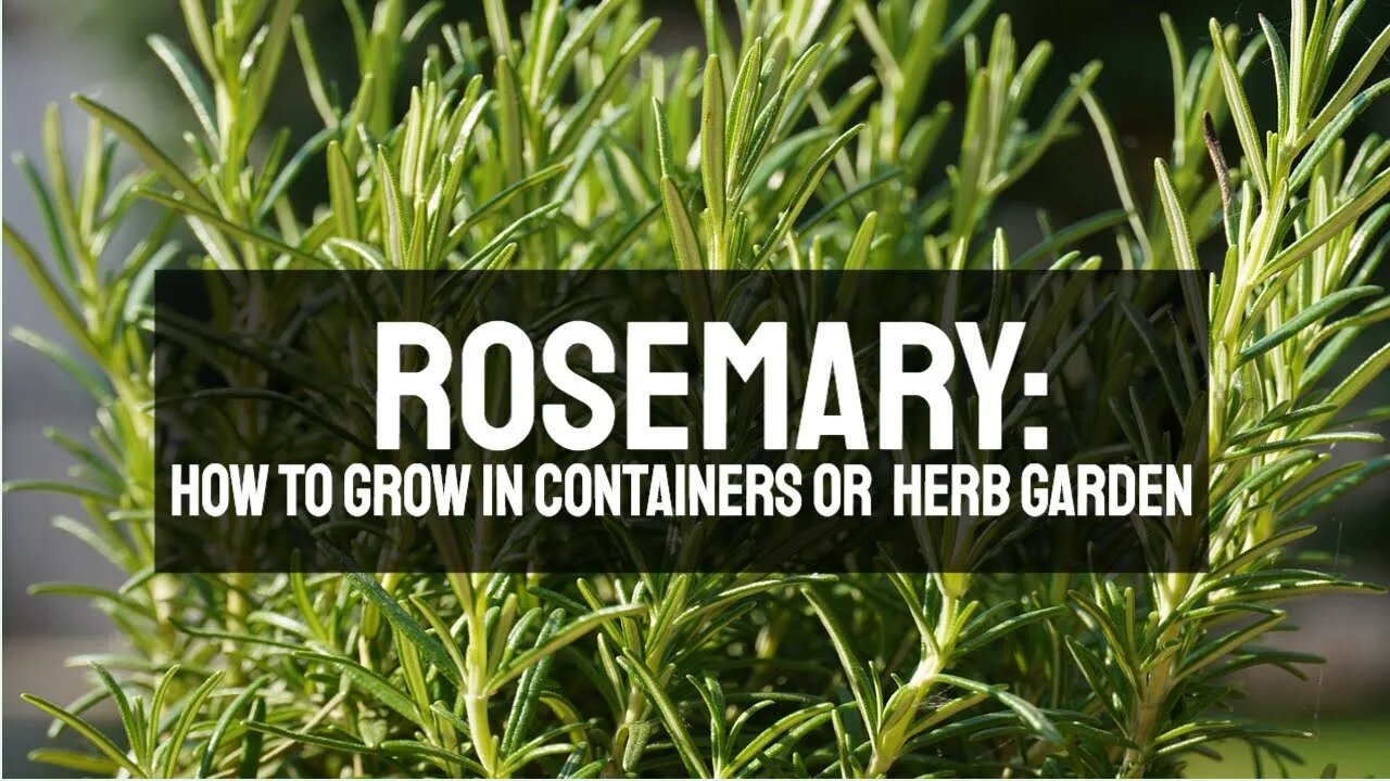 Rosemary: How to Grow and Maintain a Favorite Herb in a Container Garden or Herb Garden