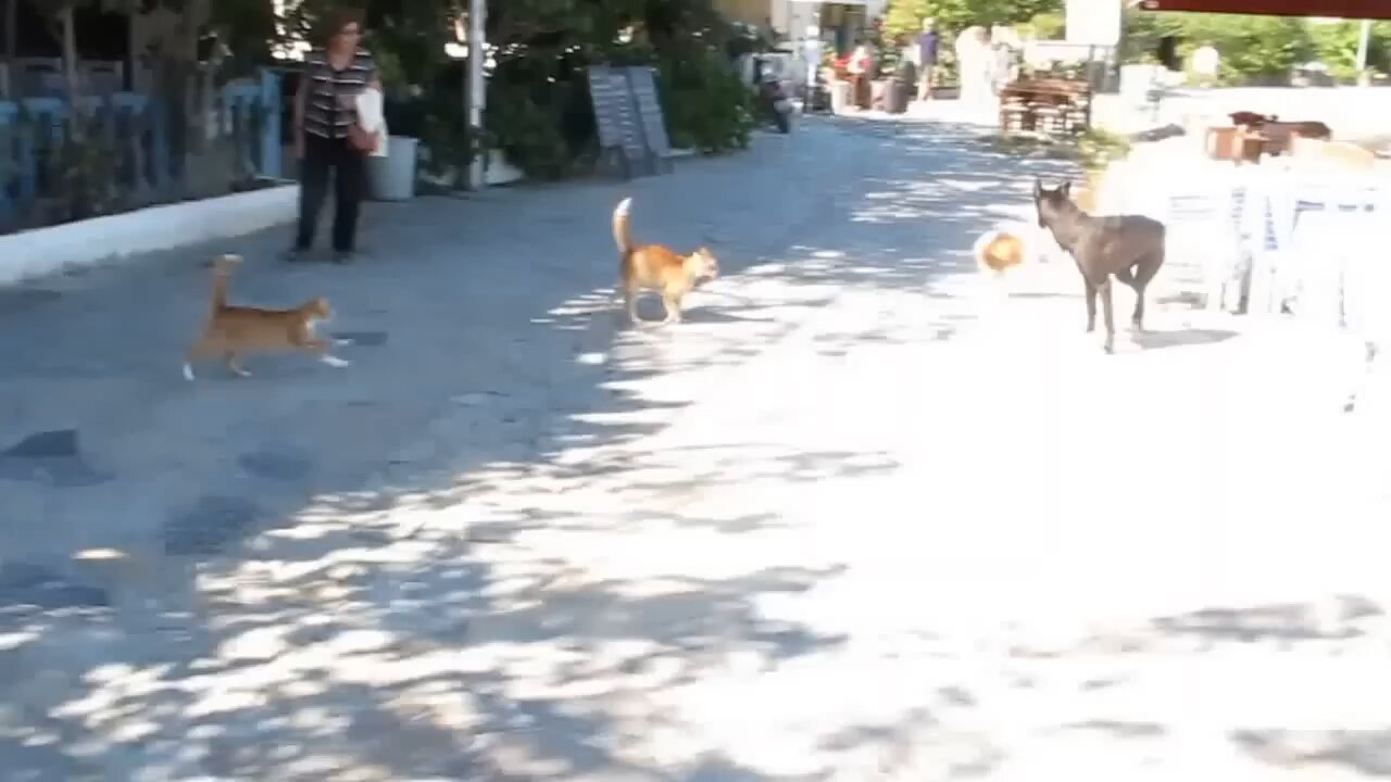 Dog and cat fight