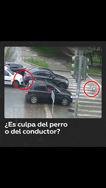Un perro callejero provoca un accidente de tráfico en una ciudad rusa