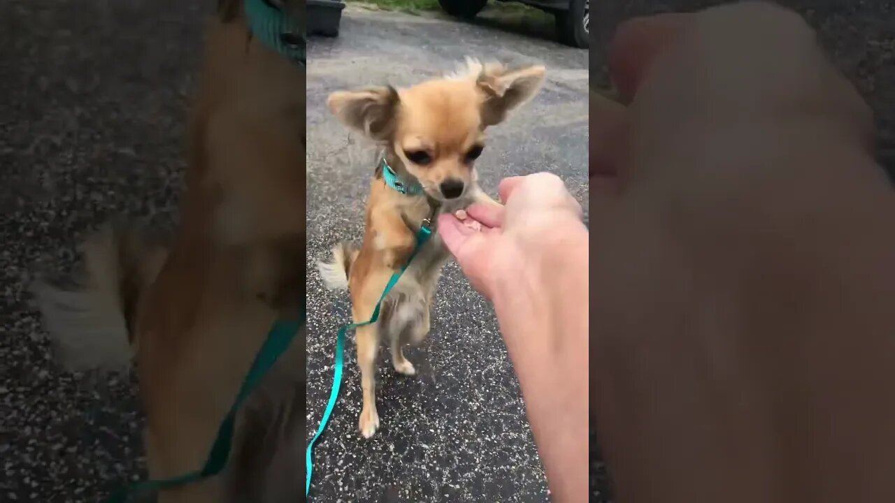 Baby Chihuahua learns new trick #shorts #chihuahua