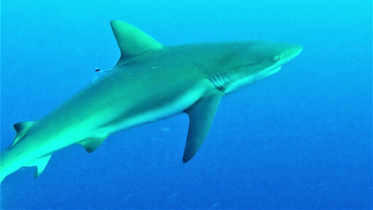 Sharks become aggressive over speared lionfish in tube