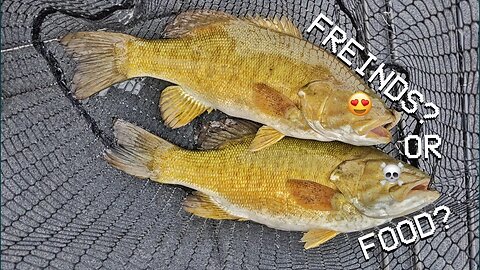 EATING BASS???