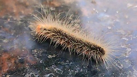 White hair color caterpillar