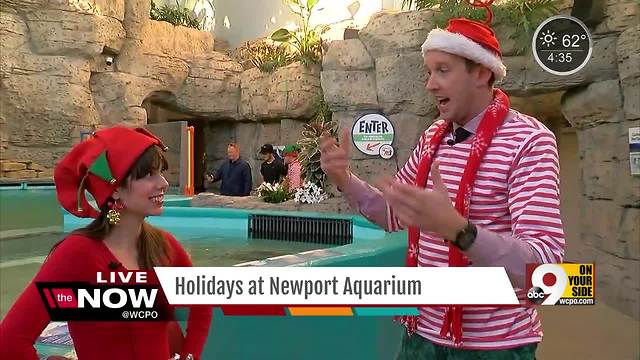 Adults can celebrate Christmas like kids at Newport Aquarium