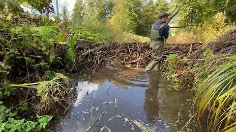 23Beaver Dam Removal It would BURN very well!+8