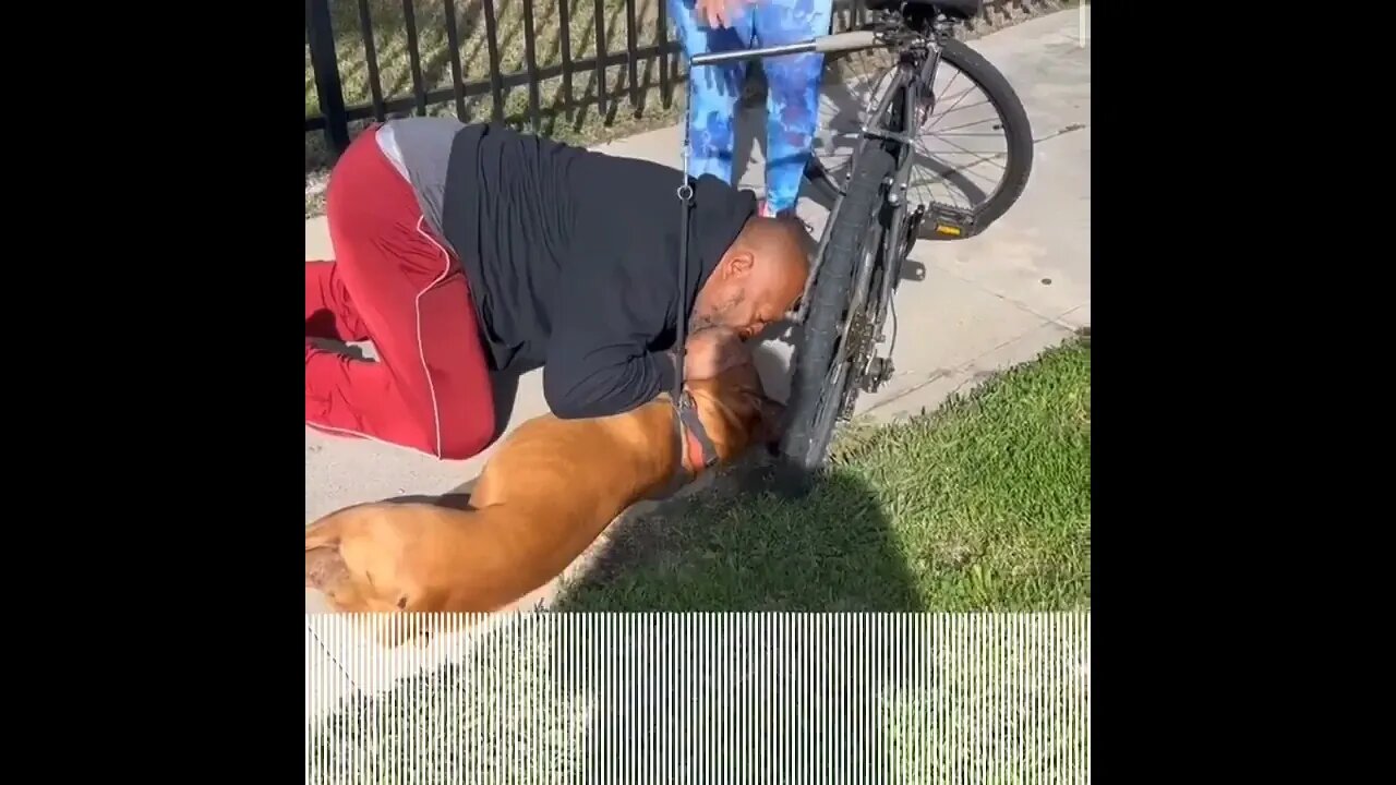 Dog collapses near park, man performs CPR to save its life