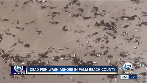 Fish kills spotted along beach at John D. MacArthur State Park