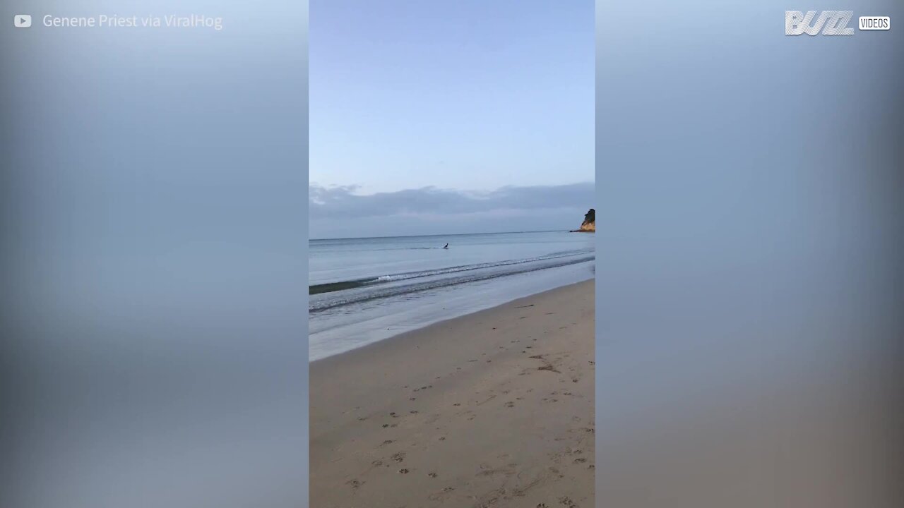 Cães perseguem canguru em praia Australiana