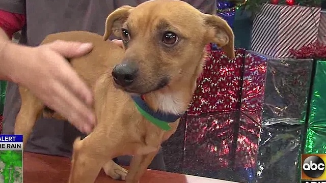 HALO gives tips on keeping pets safe during New Year's Eve celebrations