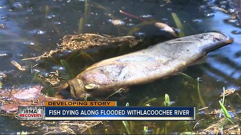 Dead fish popping up in flood water on Withlacoochee River