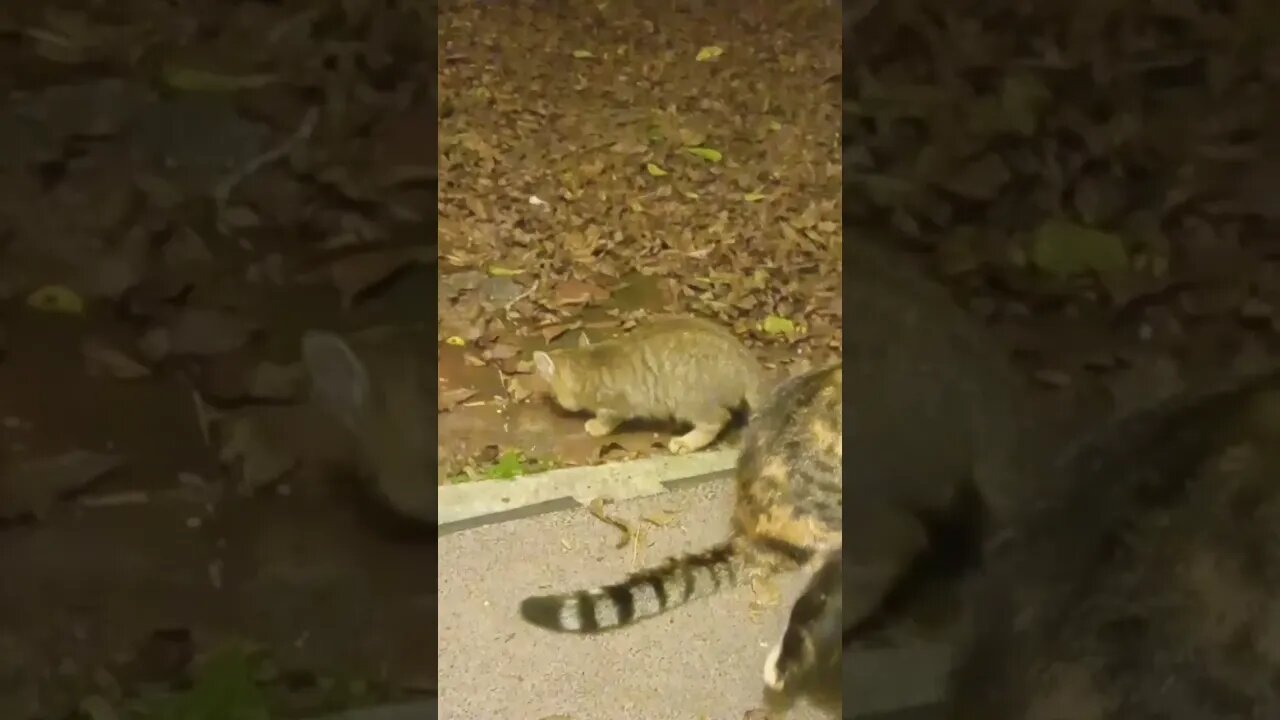 Little Kittie Joins The Bigger Cats For Some Food