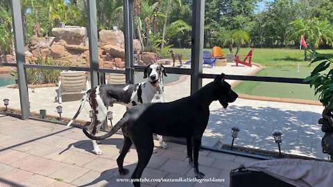 Excited Great Danes Can't Wait To Greet Their GSP Pointer Dog Friend