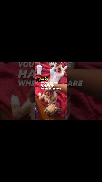 #sunshine #furfriends #doglover #dogmom #love #purelove