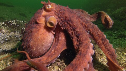 Amazing Octopus Steals Crab from Fisherman | Super Smart Animals