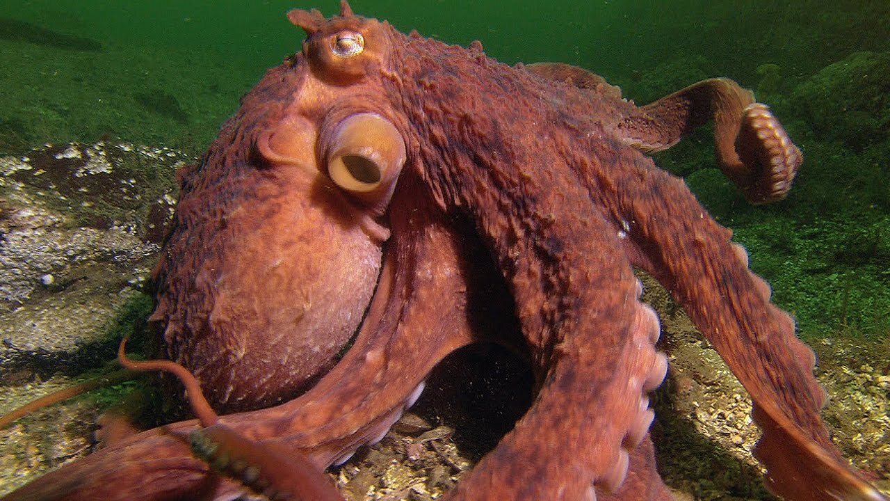 Amazing Octopus Steals Crab from Fisherman | Super Smart Animals