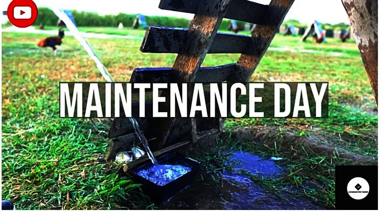 MAINTENANCE DAY VLOG #1 GAMEFOWL FARM WalkTHROUGH