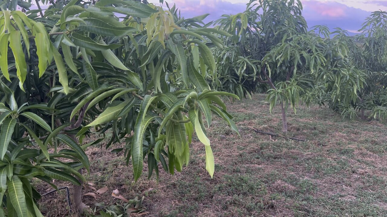 Mango Panades
