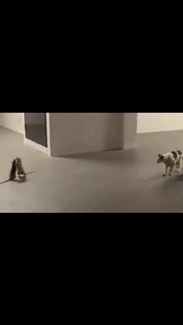 Cat watching rats fight. Master cat - Try not to laugh