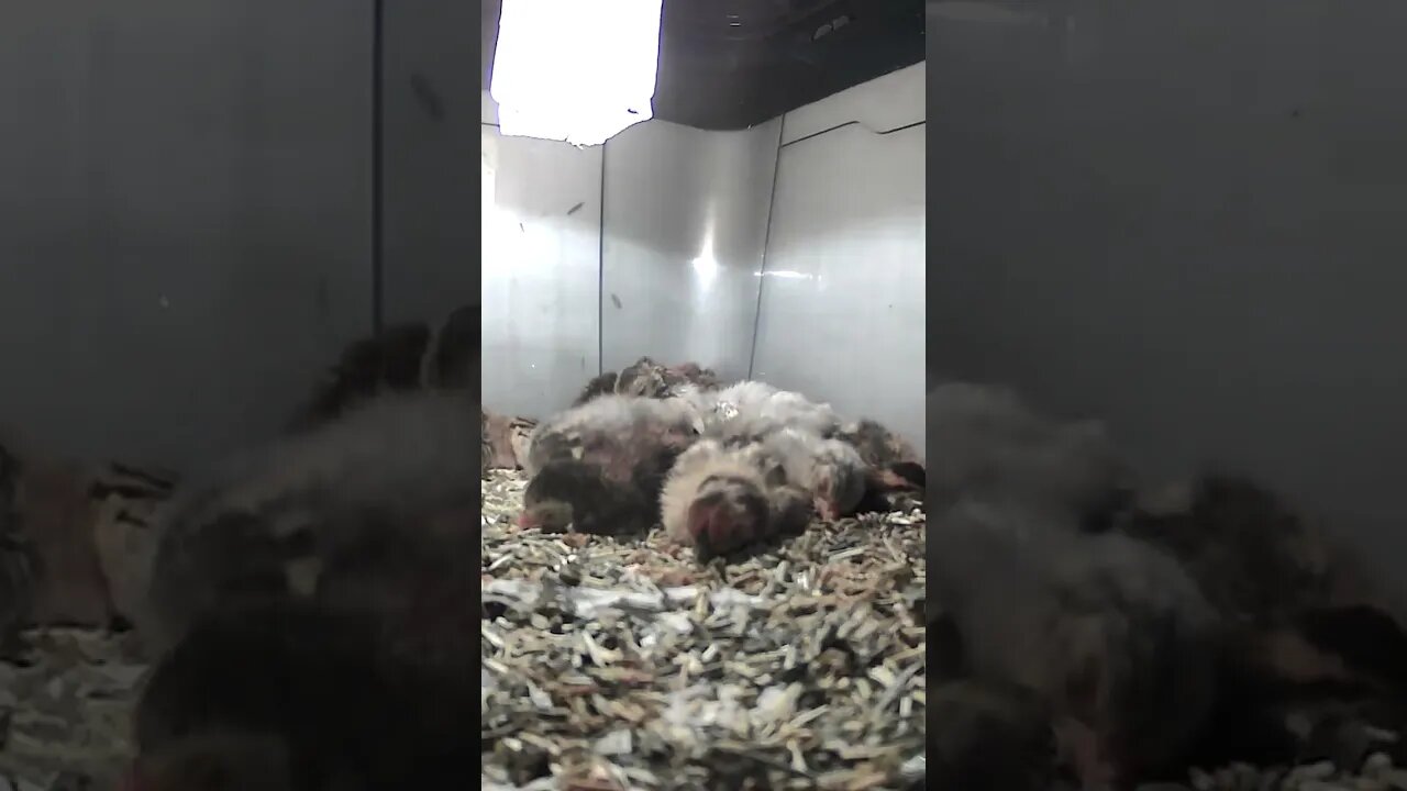 Baby keets fast asleep in brooder