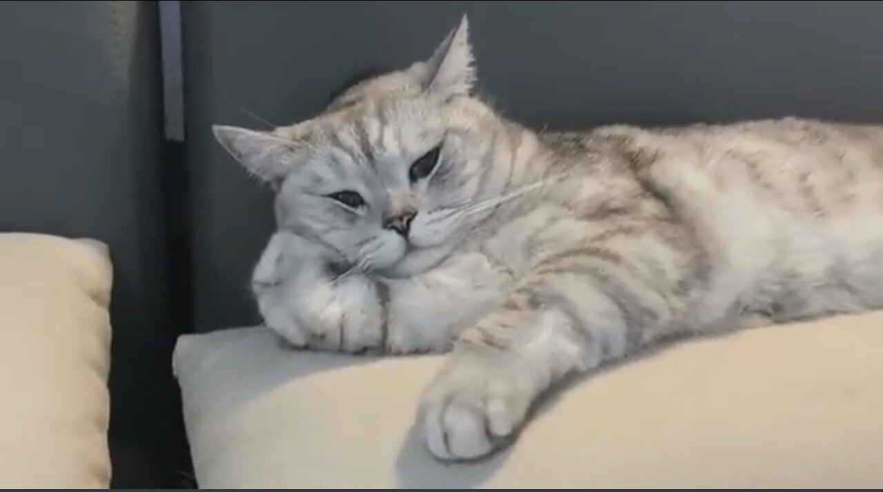 Hope everyone has a good time watching the video with the cute cat