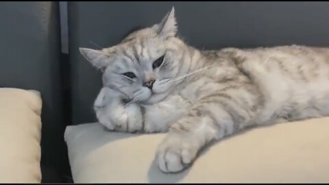 Hope everyone has a good time watching the video with the cute cat