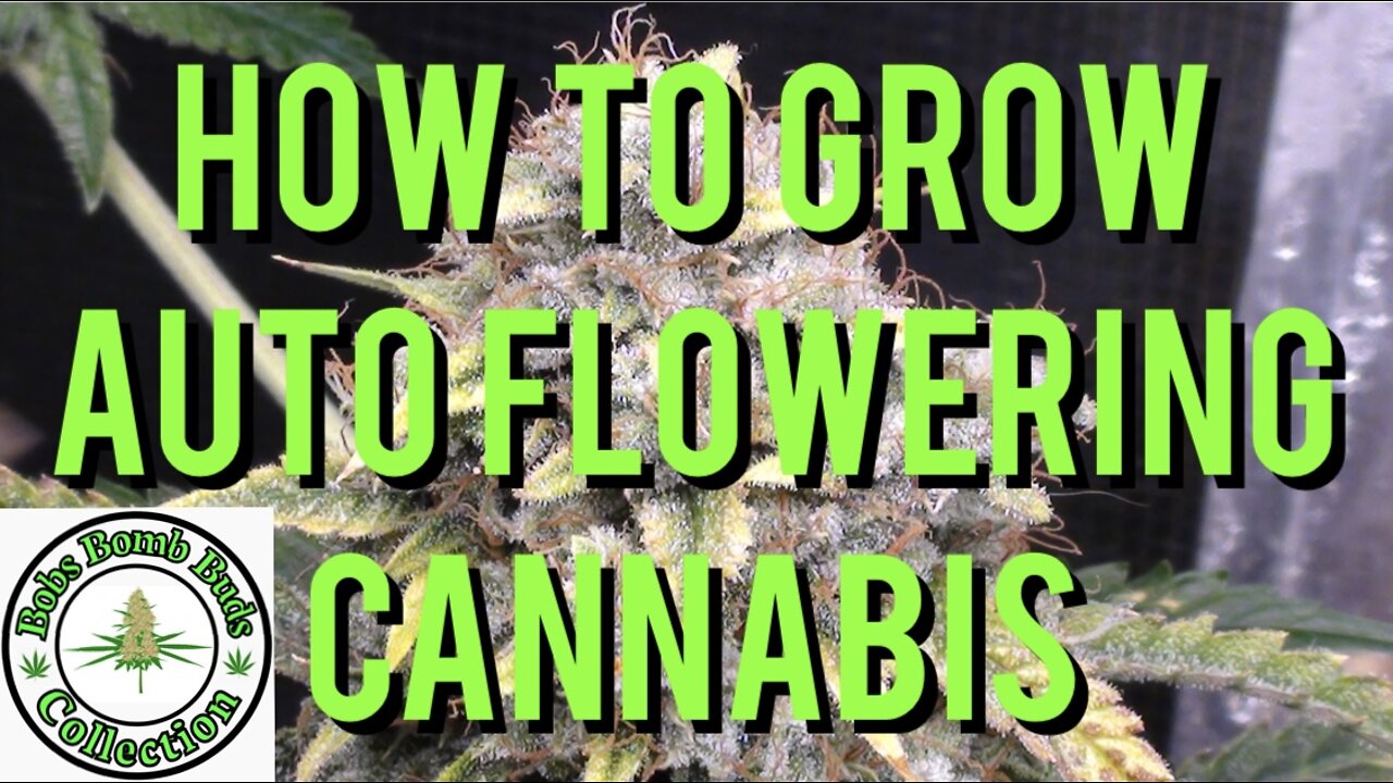 AUTO FLOWERS, How To Grow Auto Flowering Cannabis. Skywalker & Revolver Strains