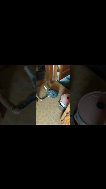 Montecore and Periwinkle October 2021