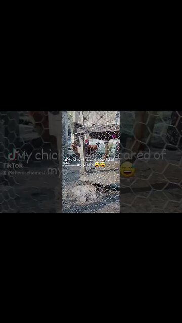 Scared Chickens #chickens