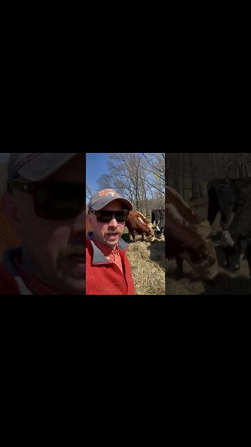 Day 27 of 30 days of #calving . #farm #farmlife #ranch #ranchlife #cattle #cow #calf #feedingcattle