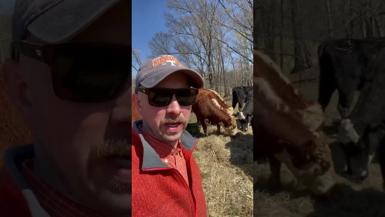 Day 27 of 30 days of #calving . #farm #farmlife #ranch #ranchlife #cattle #cow #calf #feedingcattle