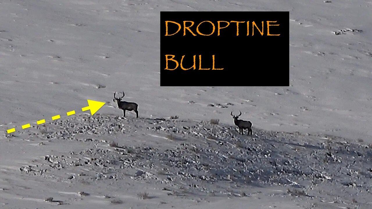DROP-TINE BULL ELK! Winter Range Bulls 2023