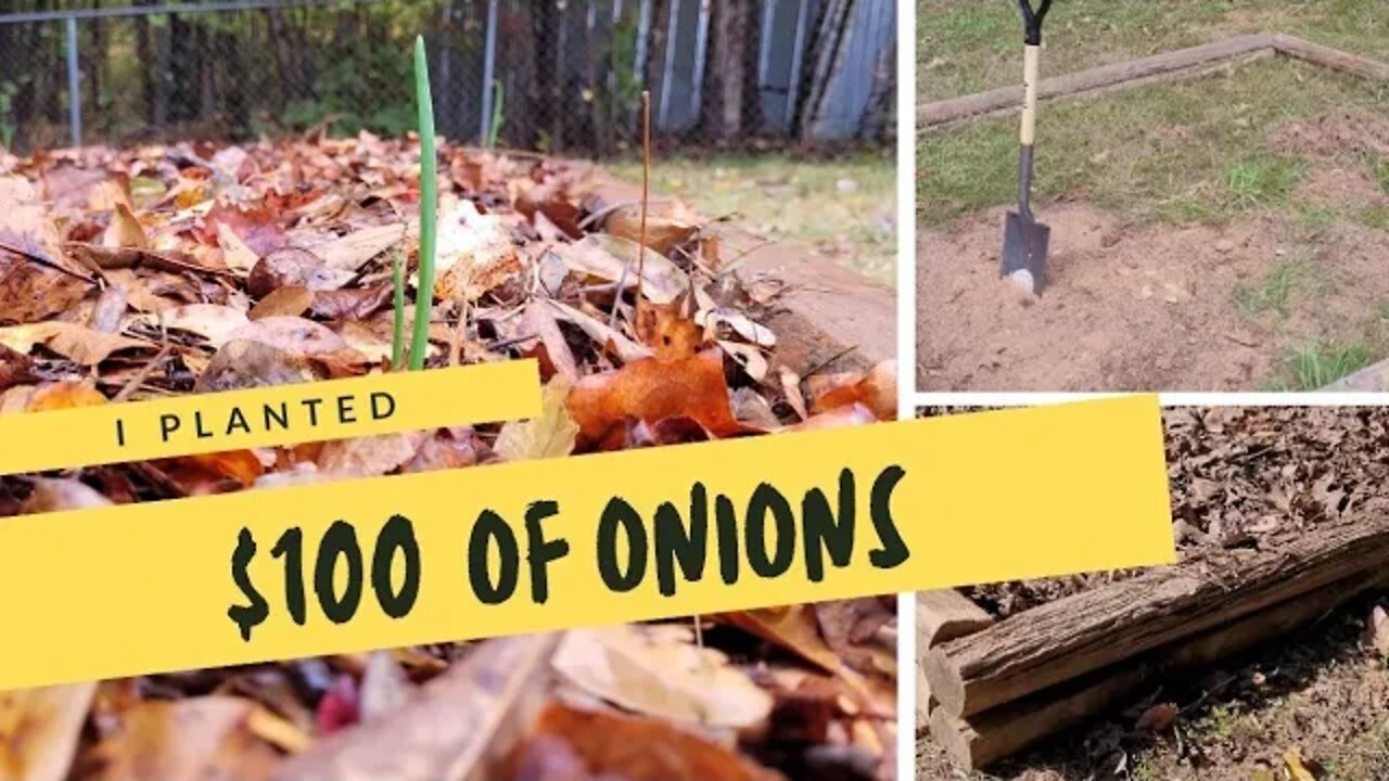 Growing $100 Worth of Onions | Raised Beds Gardening in November