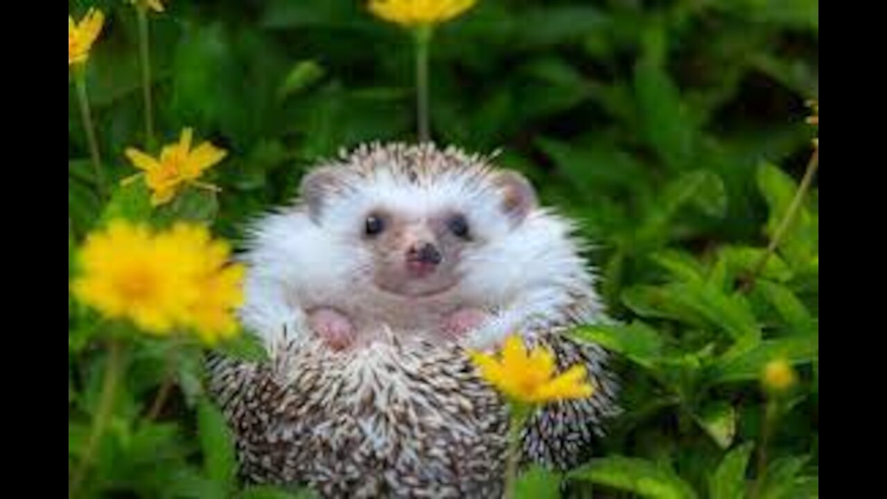 Cute Hedgehogs Video to make your day!