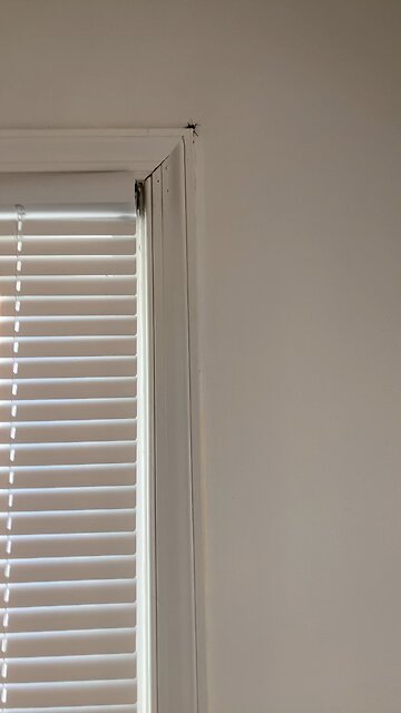 Japanese marmolated stink bug