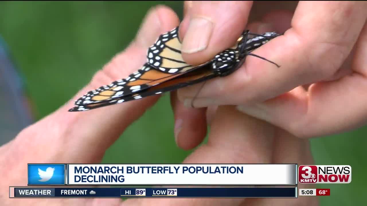 Declining butterfly population