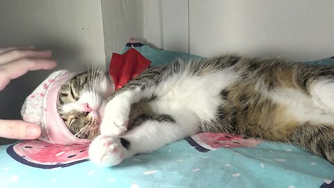 Cat Wears His Pink Baby Cap