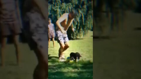 😂⚽ #shorts #shortsvideo #funny #dog #fyp