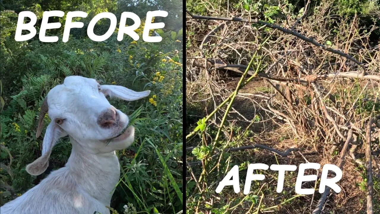 Goats Brush Clearing | Old Vs New Pasture