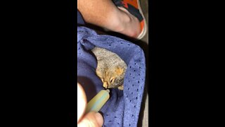 Feeding squirrel in my pocket