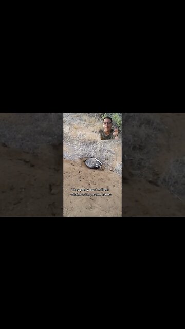 Wisconsin is the badger state