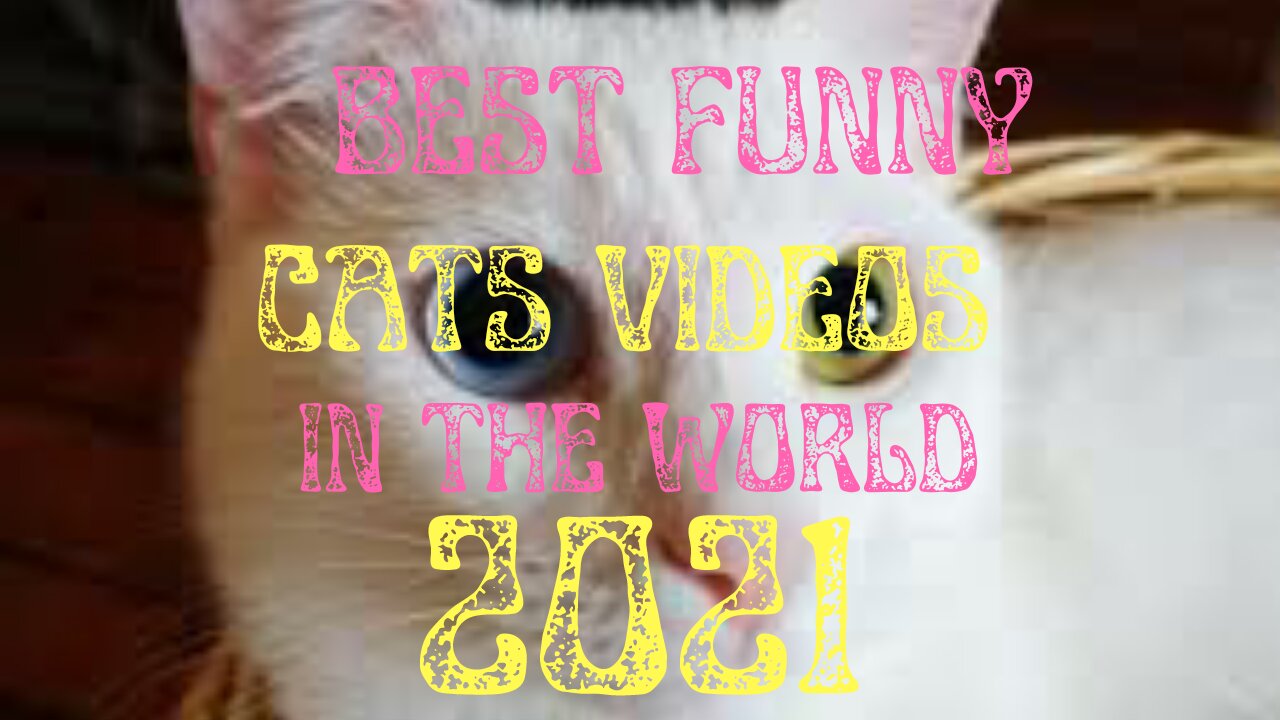 Best Funny Cat Videos In The World