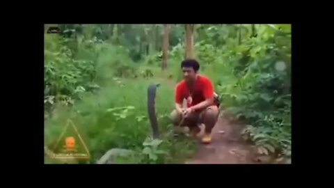 Most poisonous snake with cartoon sound effects added #shorts