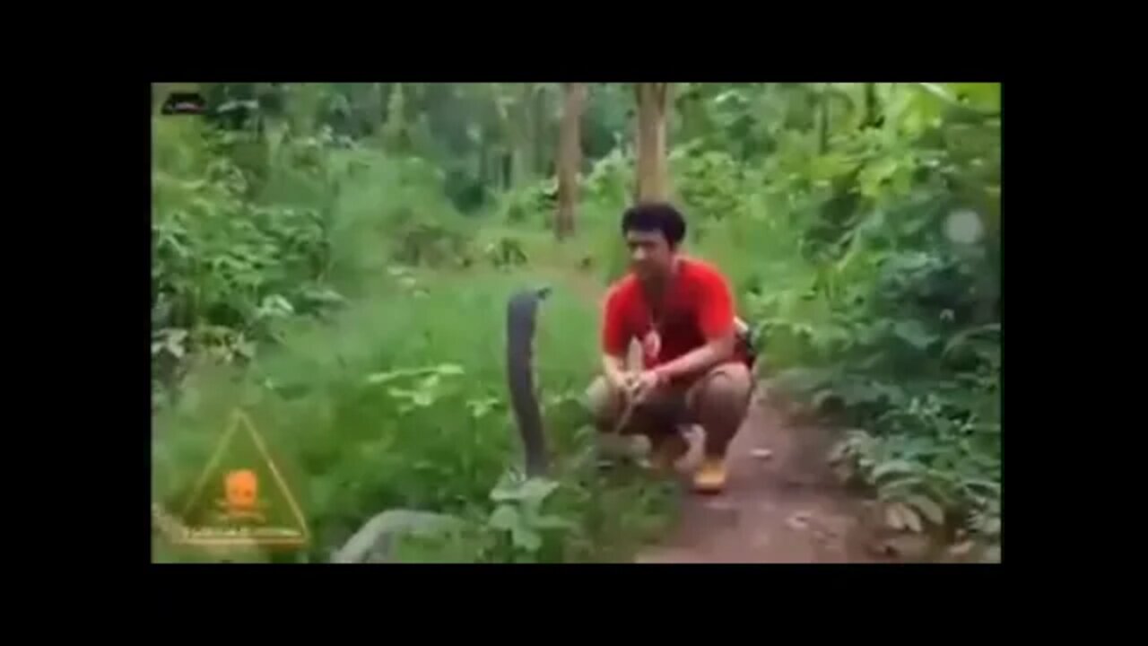 Most poisonous snake with cartoon sound effects added #shorts
