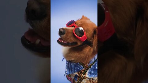 funny dog video || amazing dogs||amazing dogs video