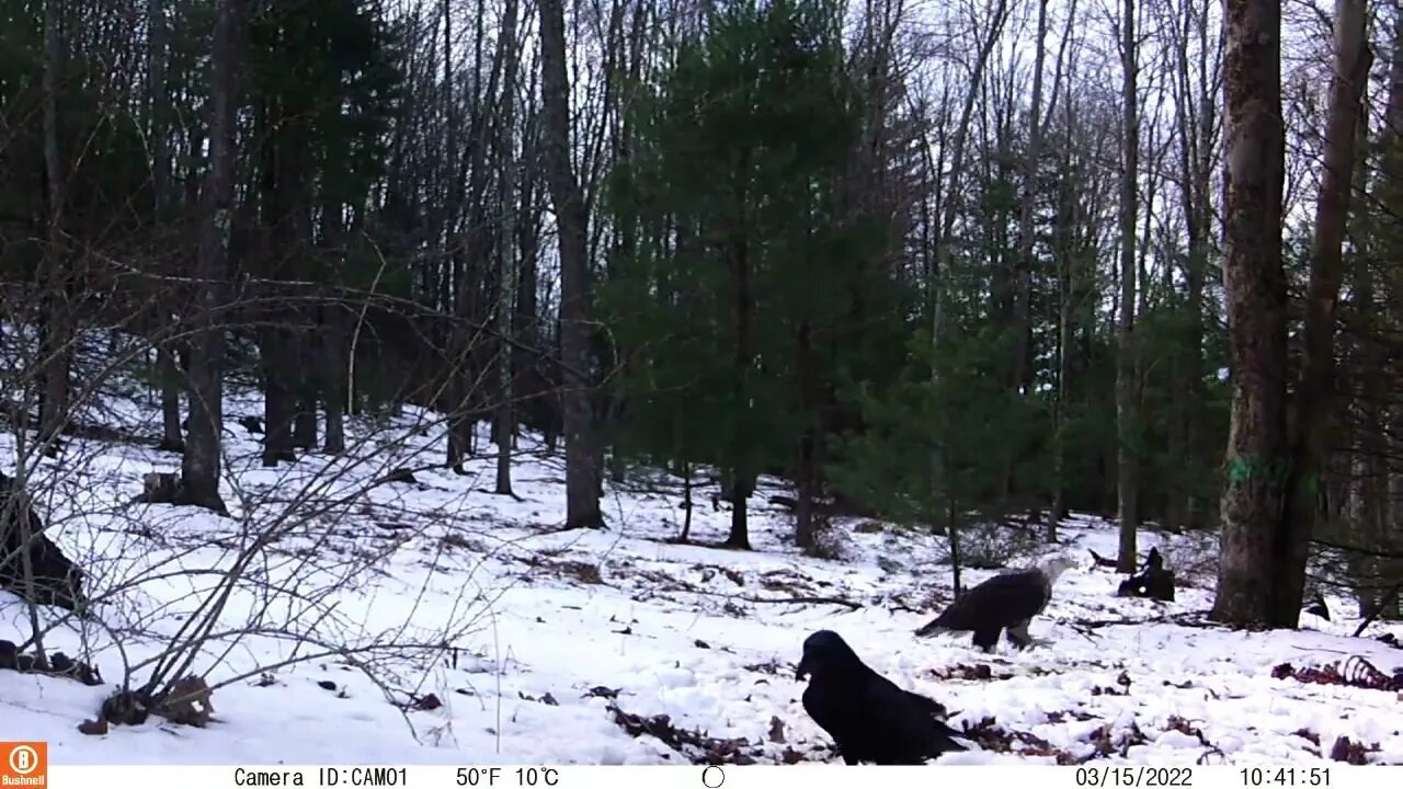 Eagle and Ravens eating roadkill