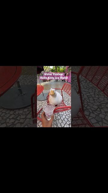 Hello Sippy 💦🦢🎀