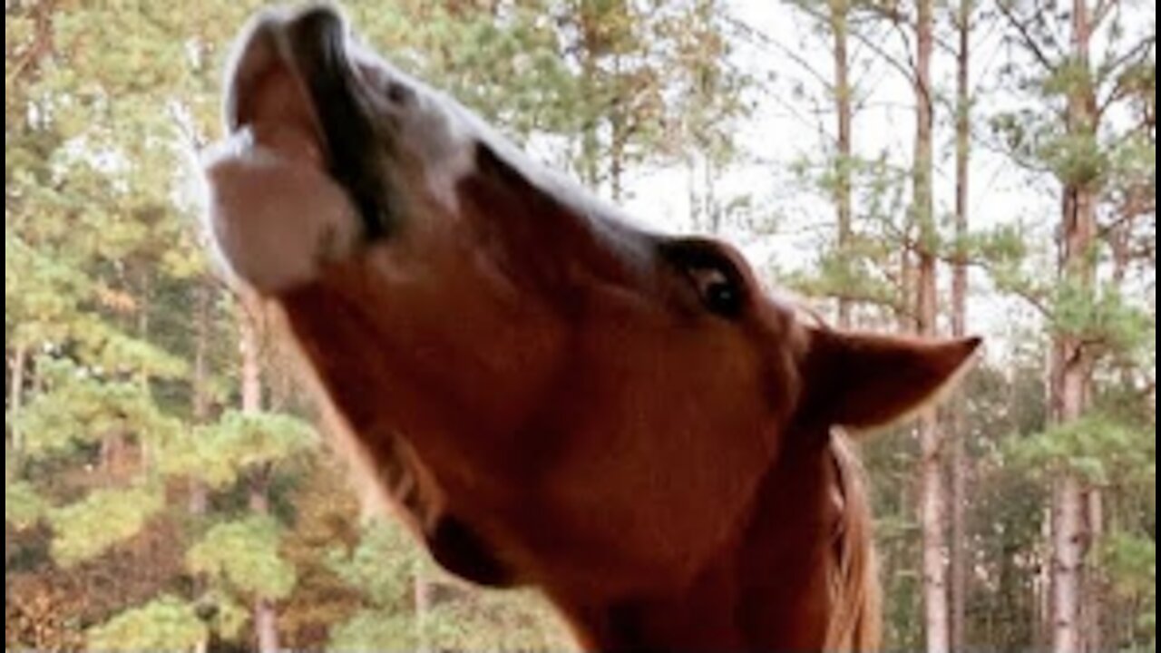 Horses Eat a Lemon Reaction